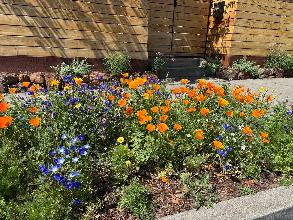 California poppies and blue wildflowers in bloom along a front garden path